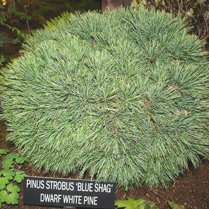 Pinus strobus 'Blue Shag'  - Blue Shag White Pine