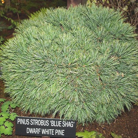 Pinus strobus 'Blue Shag'  - Blue Shag White Pine