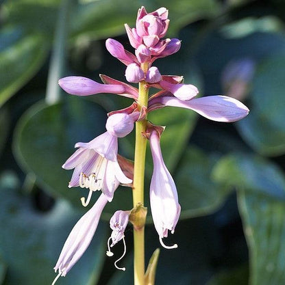 Hosta 'Lakeside Paisley Print'  - Lakeside Paisley Print Hosta