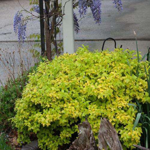 Spiraea japonica 'Yan'  - Double Play® Gold Spirea
