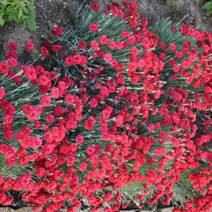 Dianthus 'Maraschino'  - Fruit Punch® Maraschino Dianthus