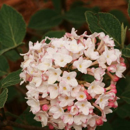 Viburnum carlesii 'SMVCB'  - Spice Baby™ Koreanspice Viburnum