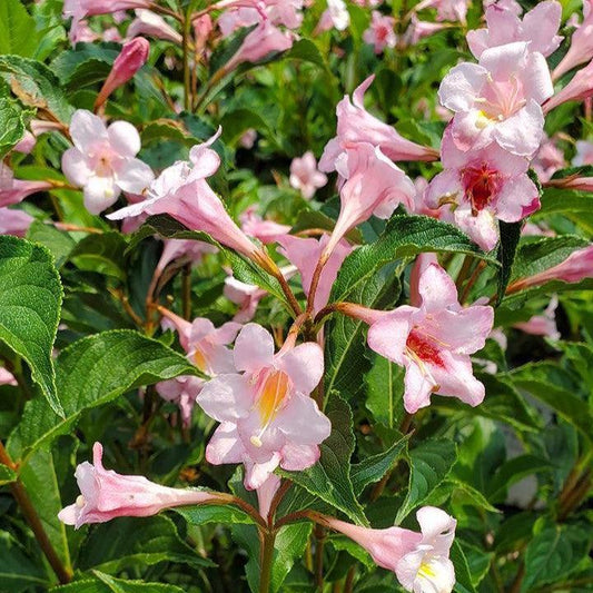 Weigela florida 'SMNWFRP'  - PW® Sonic Bloom® Pure Pink Weigela