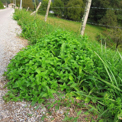 Mentha spicata  - Spearmint