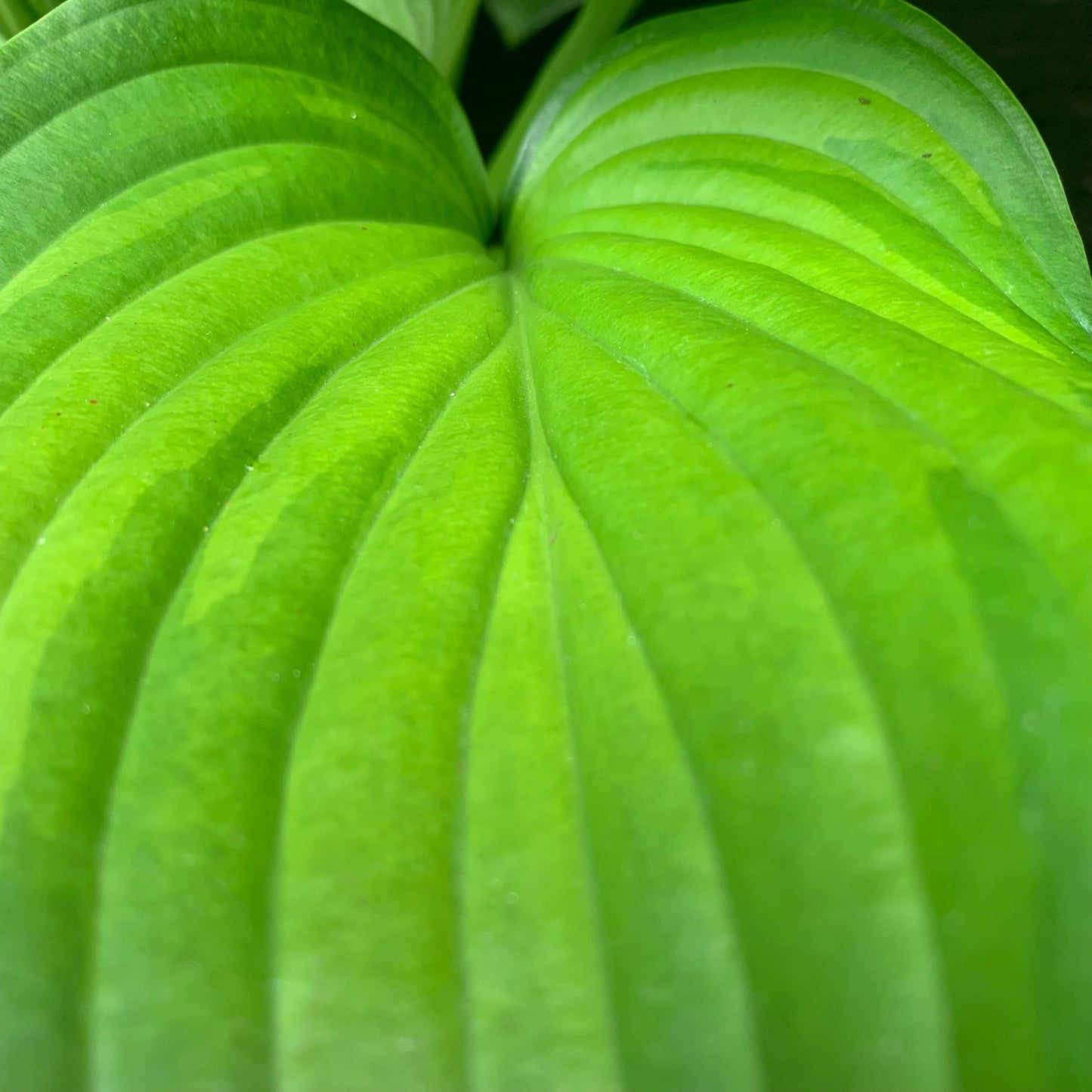 Hosta 'Guacamole'  - Guacamole Hosta