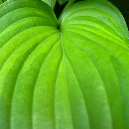 Hosta 'Guacamole'  - Guacamole Hosta