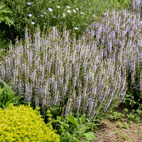 Salvia nemorosa ‘Perfect Profusion’  - Perfect Profusion Meadow Sage