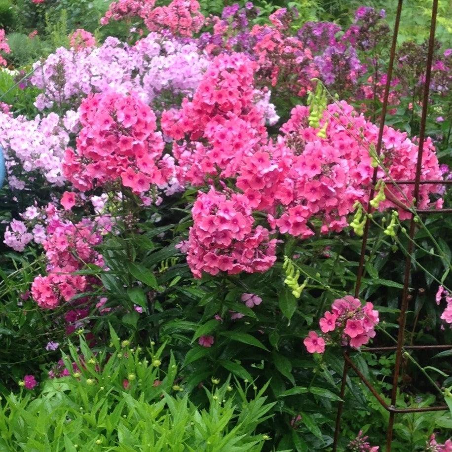 Phlox paniculata 'Ditomdre' PP20,907  - First Editions® Coral Crème Drop™ Phlox