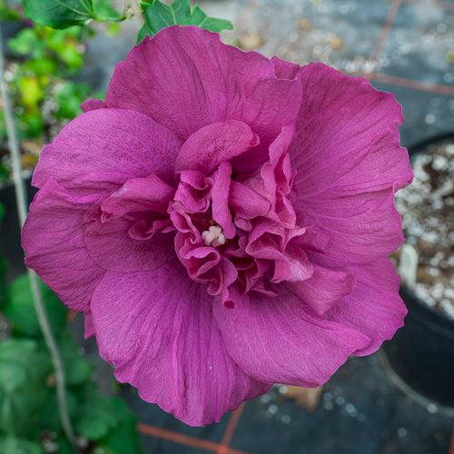 Hibiscus syriacus 'Rwoods5'  - Magenta Chiffon® Rose of Sharon