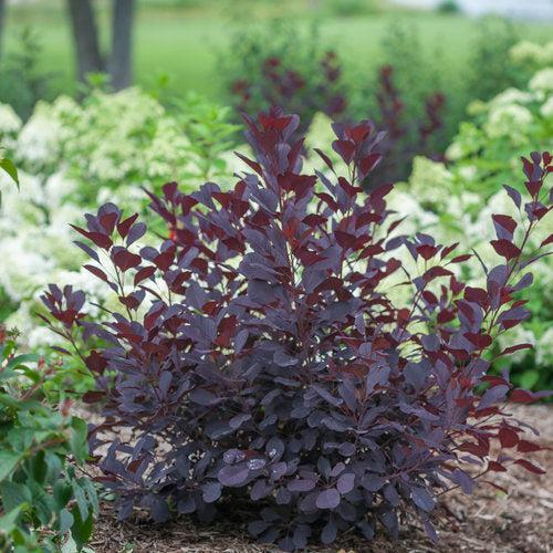 Cotinus coggygria 'NCCO1'  - Winecraft Black® Smokebush