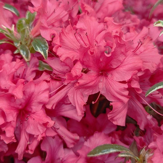 Azalea x 'Arctic Rose  - Arctic Rose Azalea