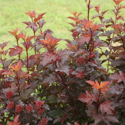 Physocarpus opulifolius 'SMNPOBLR' USPP 28,695  - Ginger Wine™ Ninebark