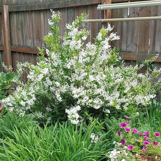 Deutzia gracilis 'Nikko'  - Dwarf Nikko Deutzia