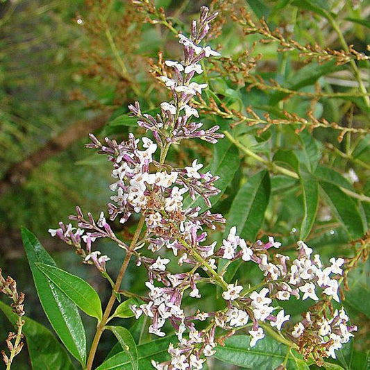 Aloysia triphylla  - Lemon Beebrush, Lemon Verbena