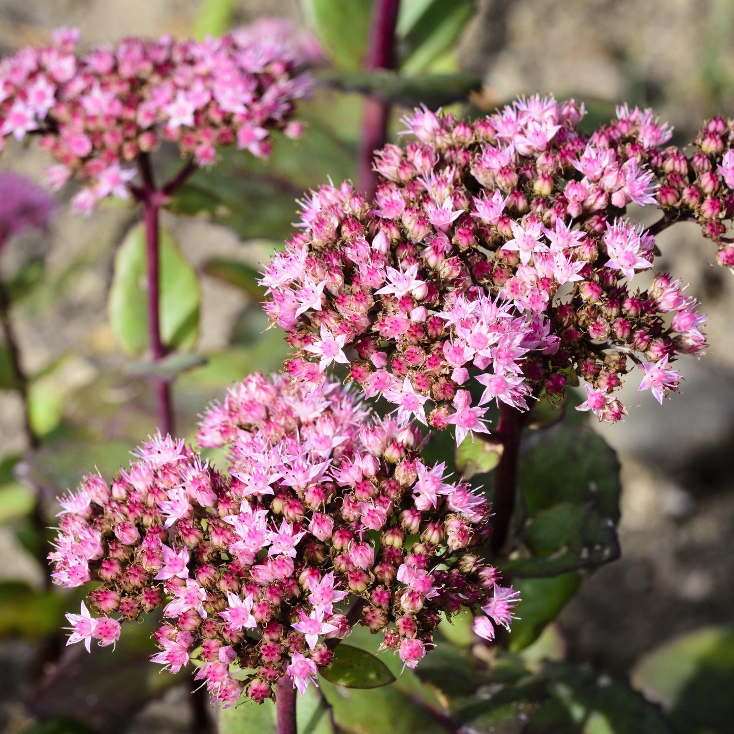 Sedum 'Lime Zinger'  - SunSparkler® Lime Zinger Sedum