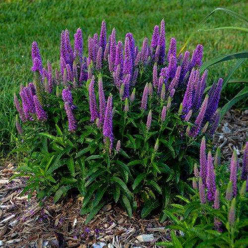 Veronica 'Purple Illusion' PP31301  - PW® Magic Show® Purple Illusion Veronica