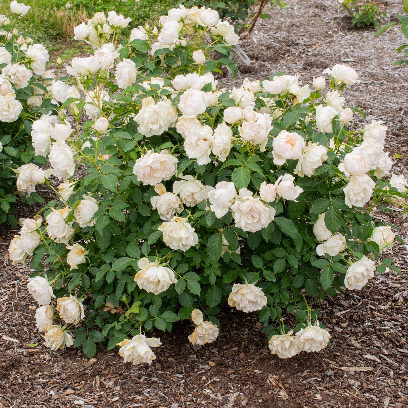 Rosa 'Meiradena'  - Icecap™ Rose