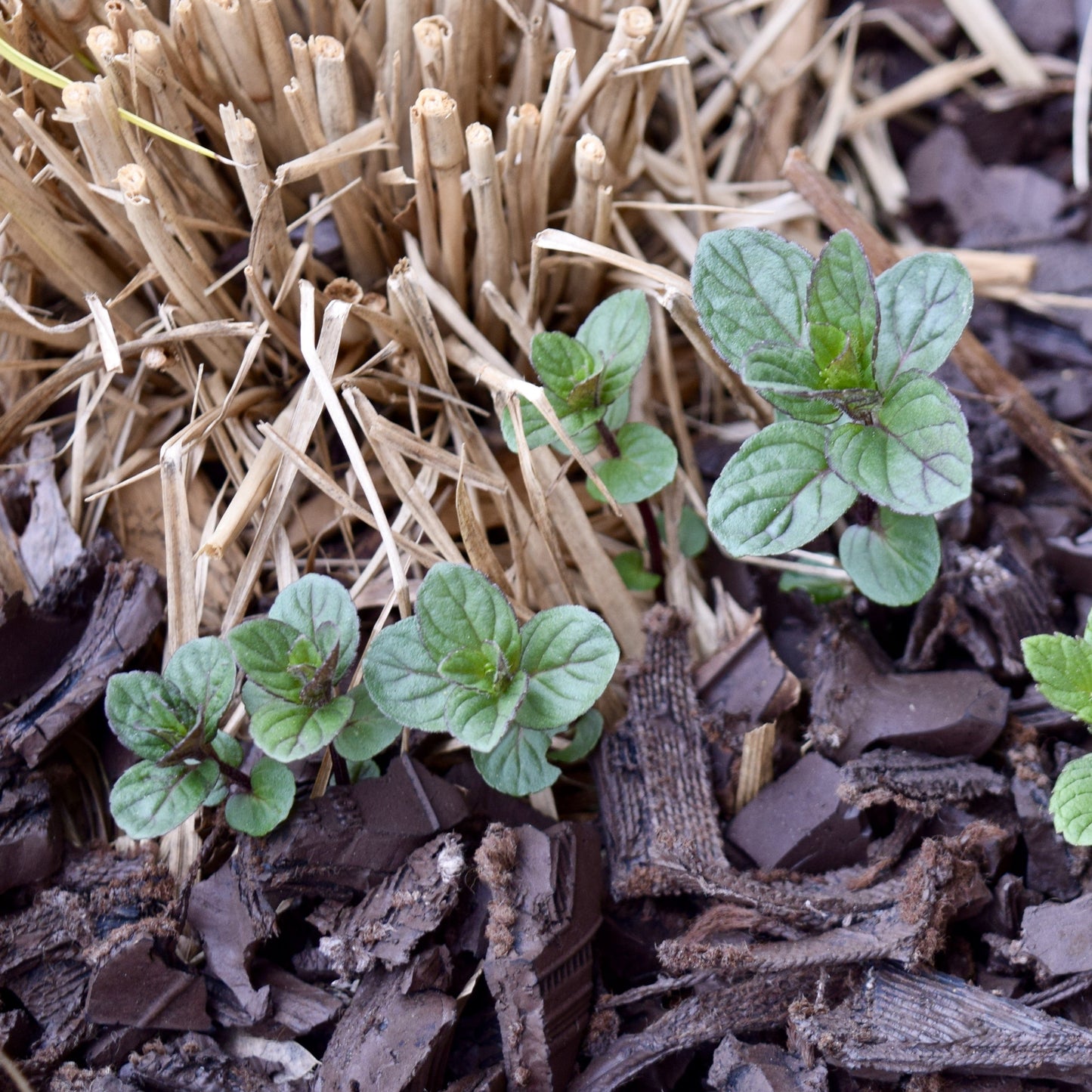 Mentha x piperita 'Chocolate'  - Chocolate Mint