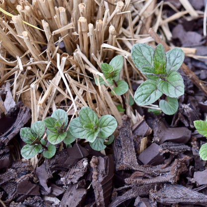 Mentha x piperita 'Chocolate'  - Chocolate Mint