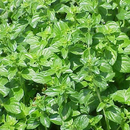 Calamintha nepeta spp. nepeta  - Lesser Calamint