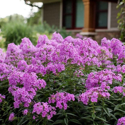 Phlox paniculata 'Ditomfra'  - First Editions® Bubblegum Pink™ Phlox