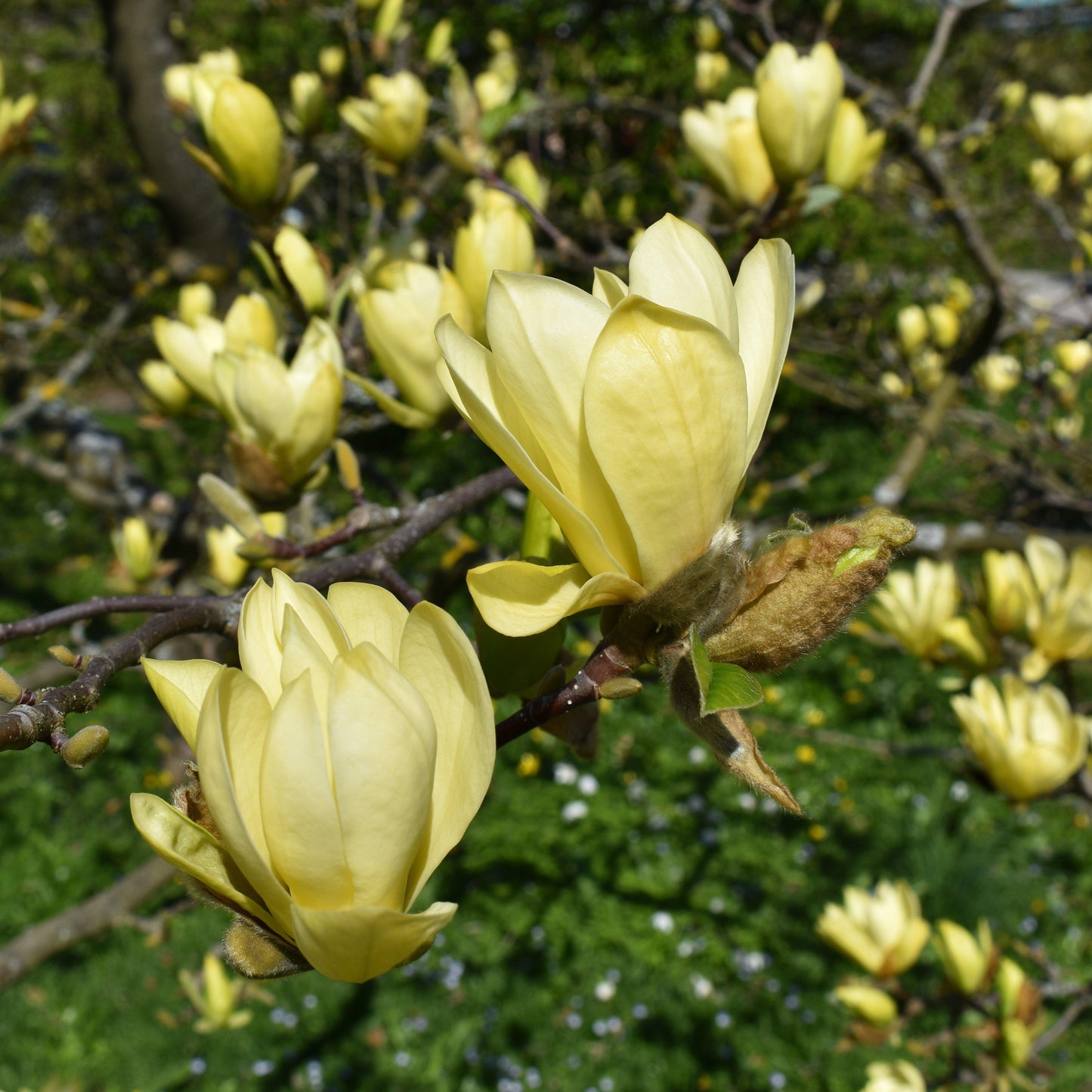 Magnolia x 'Butterflies'  - Butterflies Magnolia