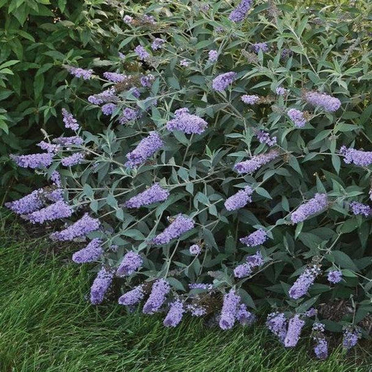Buddleia 'Glass Slippers' PP27,832  - MONARCH® Glass Slippers Butterfly Bush