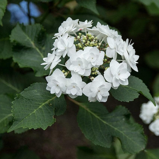 Hydrangea macrophylla 'Dancing Snow'  - Double Delights™ Wedding Gown Hydrangea