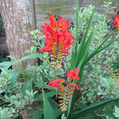 Crocosmia 'Lucifer'  - Lucifer Crocosmia