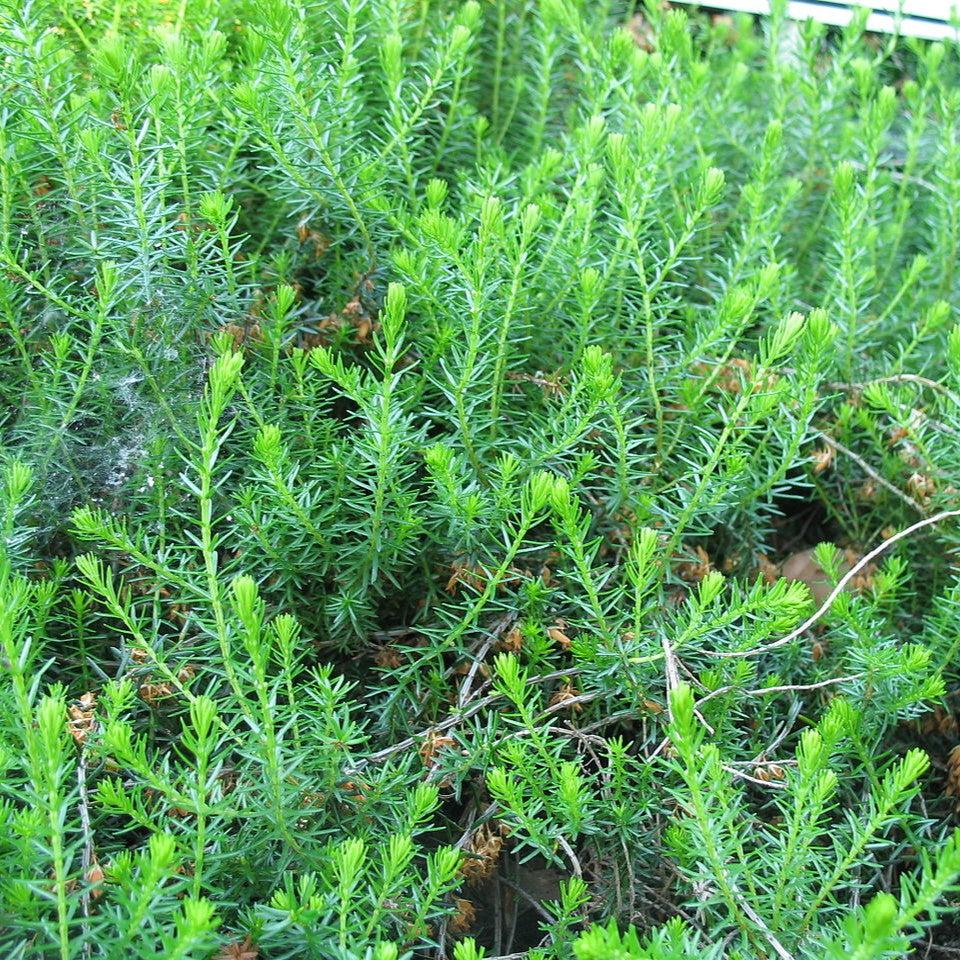 Erica carnea  - Heather, Pink