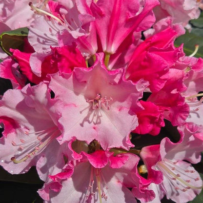 Rhododendron x 'NCRX1'  - Dandy Man Color Wheel® Rhododendron