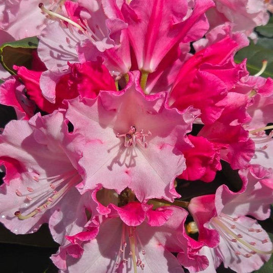 Rhododendron x 'NCRX1'  - Dandy Man Color Wheel® Rhododendron