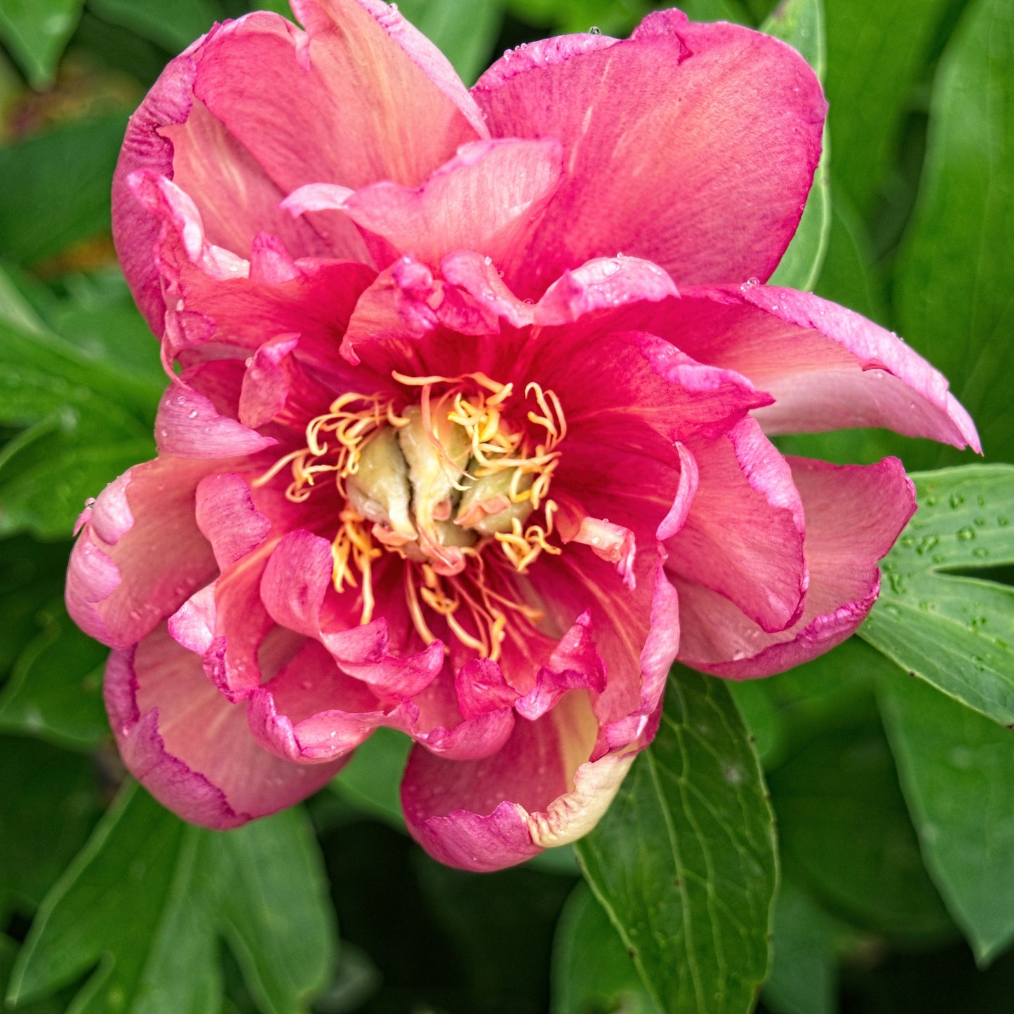 Paeonia 'Julia Rose'  - Julia Rose Itoh Peony