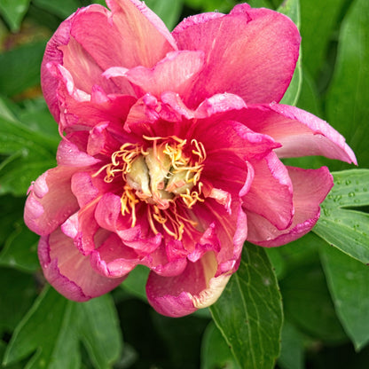 Paeonia 'Julia Rose'  - Julia Rose Itoh Peony