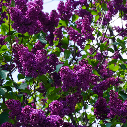 Syringa vulgaris 'Yankee Doodle'  - Yankee Doodle Lilac