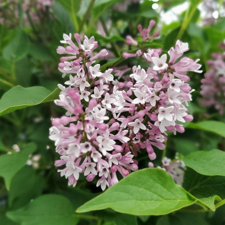 Syringa x 'SMNSDTP'  - Baby Kim® Lilac