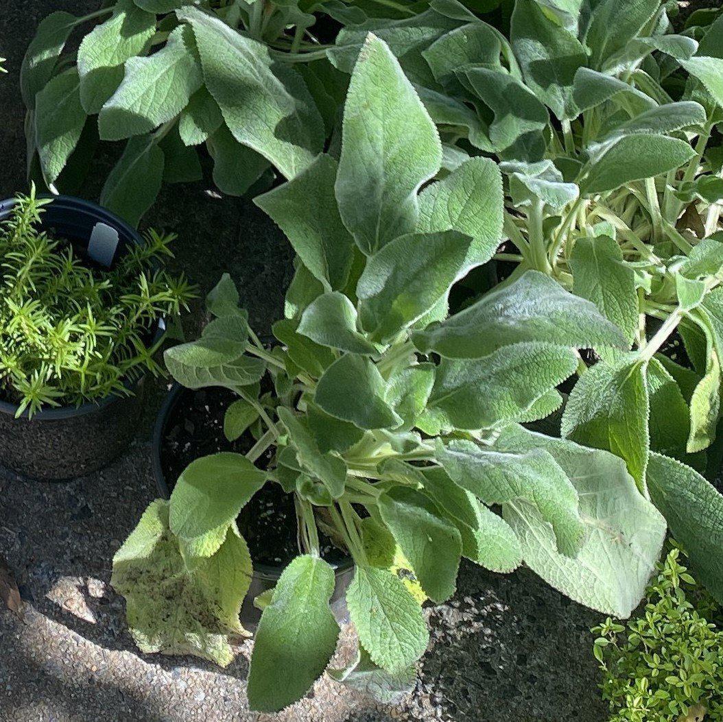 Stachys byzantina 'Helene von Stein'  - Giant Lamb's Ear