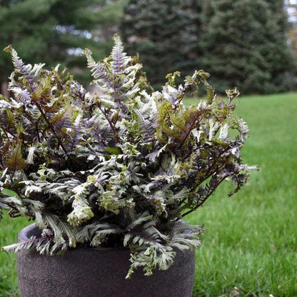 Athyrium niponicum 'Crested Surf'  - PW® Crested Japanese Painted Fern