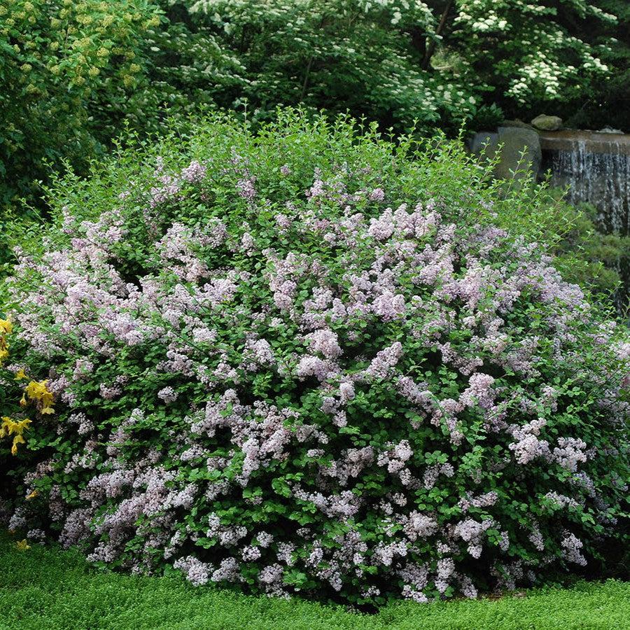 Syringa meyeri 'Palibin'  - Dwarf Korean Lilac