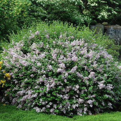 Syringa meyeri 'Palibin'  - Dwarf Korean Lilac