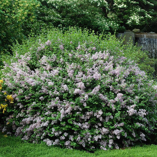 Syringa meyeri 'Palibin'  - Dwarf Korean Lilac