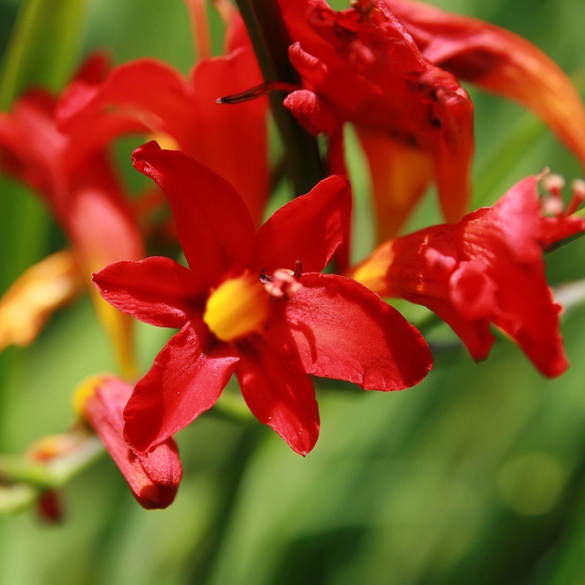 Crocosmia 'Lucifer'  - Lucifer Crocosmia