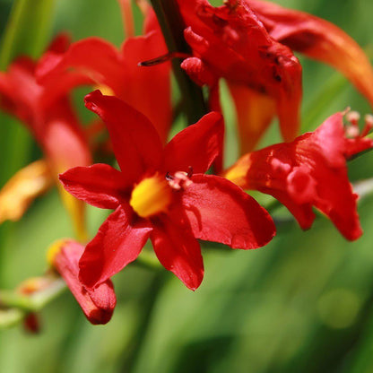 Crocosmia 'Lucifer'  - Lucifer Crocosmia