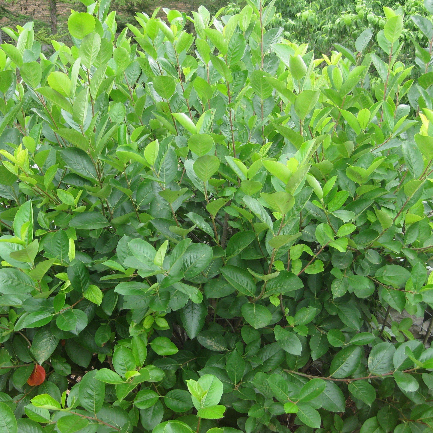 Aronia melanocarpa  - Black Chokeberry