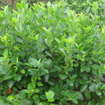 Aronia melanocarpa  - Black Chokeberry