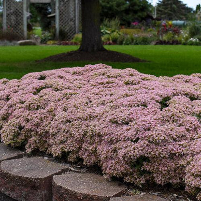 Sedum ‘Pure Joy’  - Rock 'N Round™ Pure Joy Stonecrop