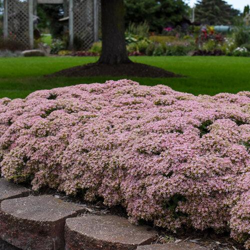 Sedum ‘Pure Joy’  - Rock 'N Round™ Pure Joy Stonecrop