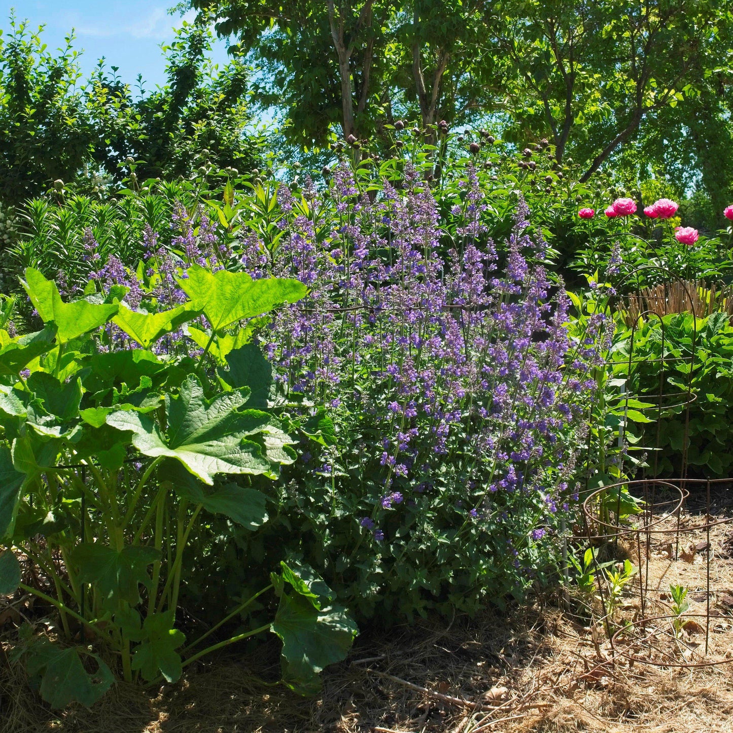 Nepeta racemosa 'Walker's Low'  - Walker's Low Catmint
