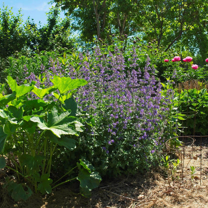 Nepeta racemosa 'Walker's Low'  - Walker's Low Catmint