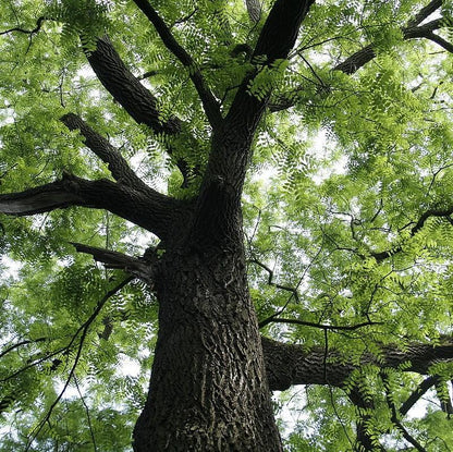 Juglans nigra  - Black Walnut